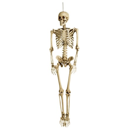 Prop, skelett 160 cm