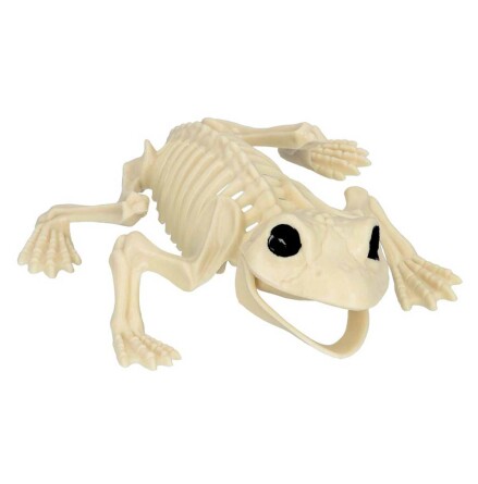 Prop, skelett groda 17 cm